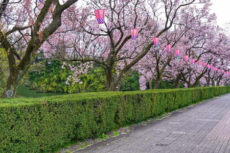 春の高岡古城公園